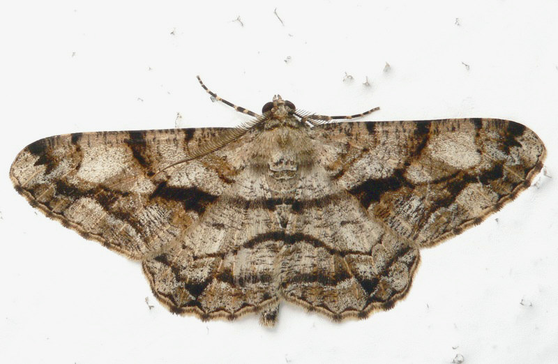 Peribatodes umbraria
